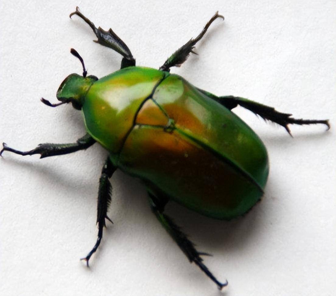 2020年,浙江小伙捡到1只奇怪甲虫,两天后网友出价31万都不肯卖