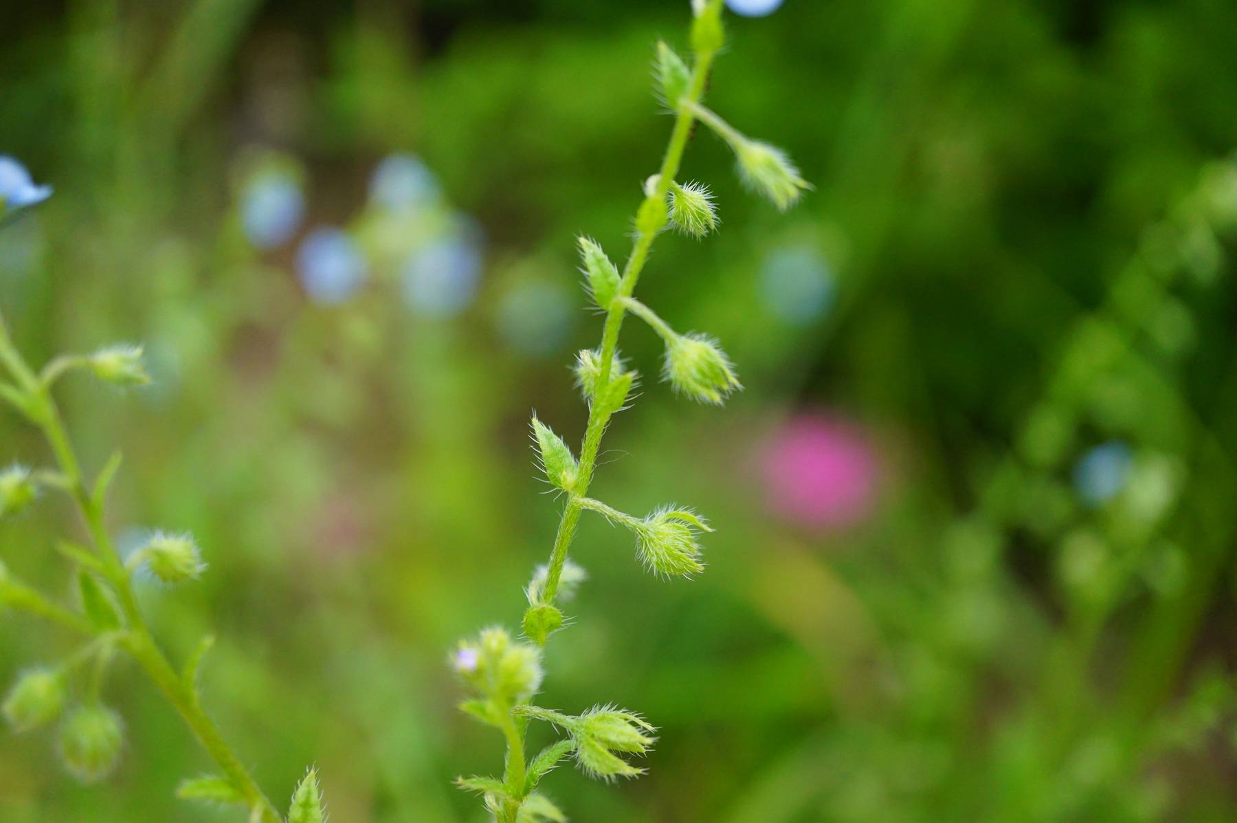 我见到的山东本土植物和园林栽培植物(704)狭苞斑种草