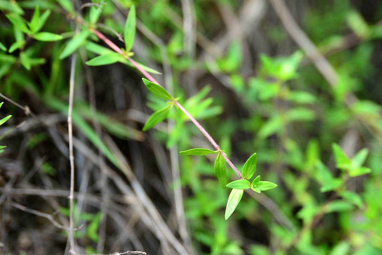 我见到的山东本土植物和园林栽培植物