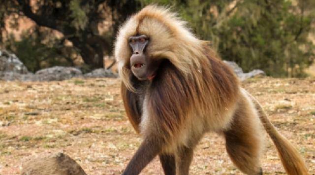 36年前,美国女婴移植"狒狒"心脏后成功续命,结果却令人痛惜