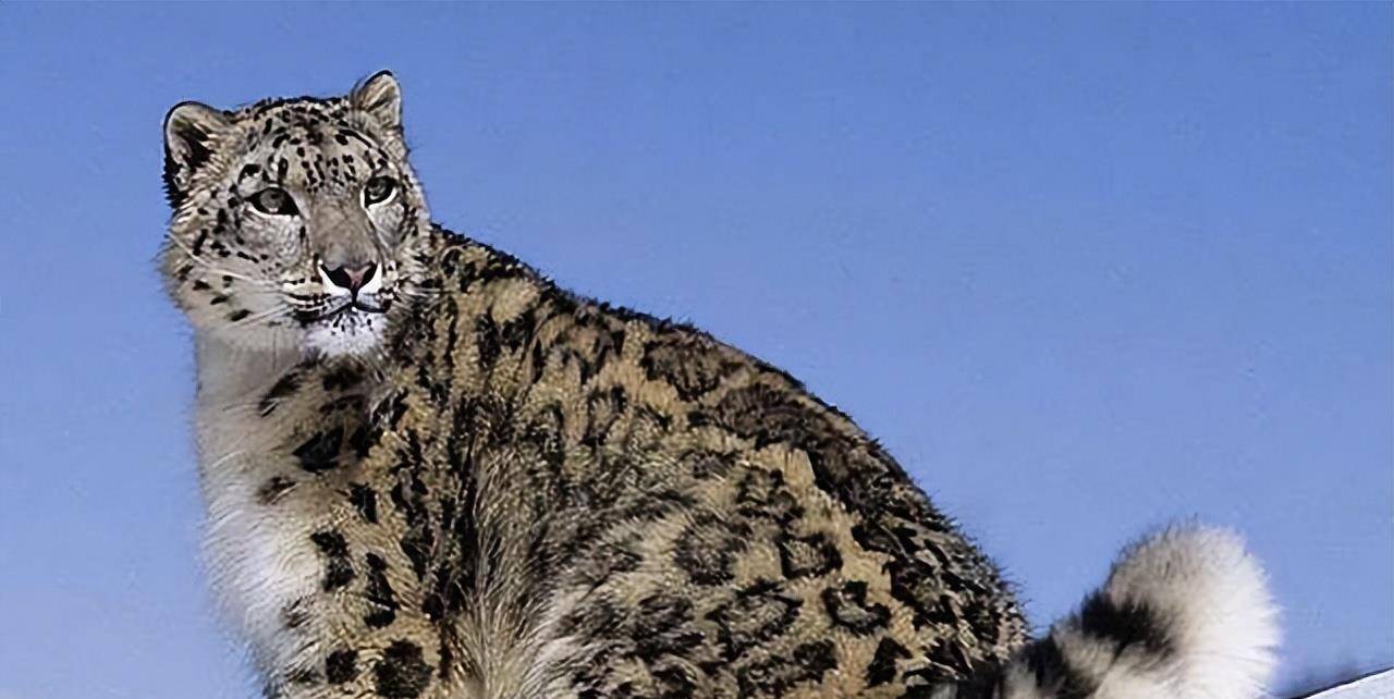 2008年新疆牧民捡两"猫崽",越喂越不对劲,专家看后发现端倪