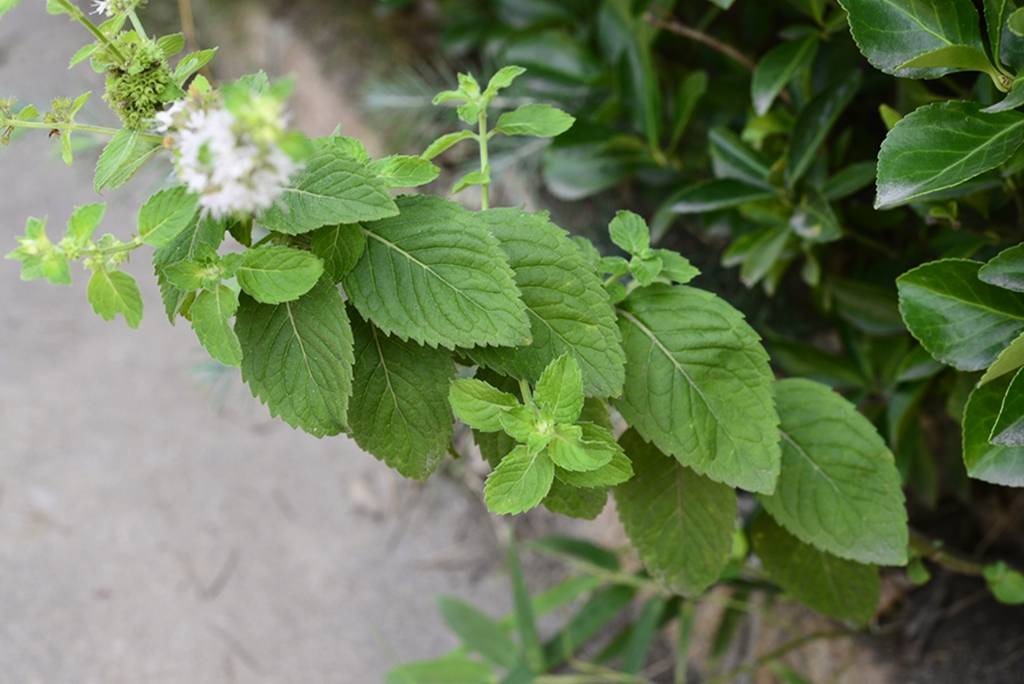 我见到的山东本土植物和园林栽培植物(743)皱叶留兰香