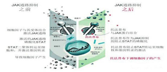 托法替布结构图片