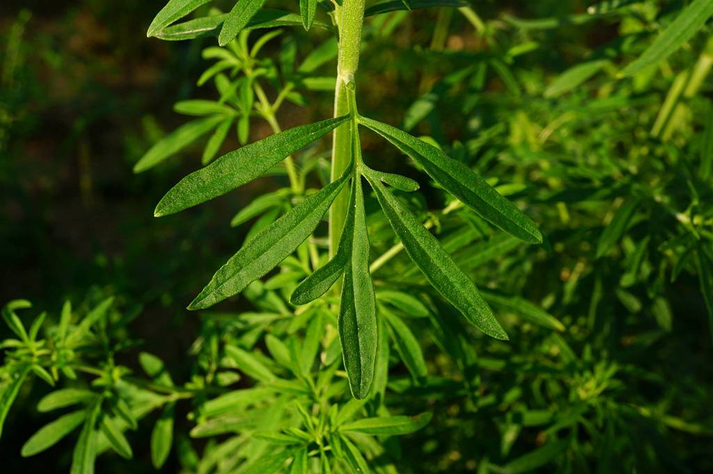 我见到的山东本土植物和园林栽培植物