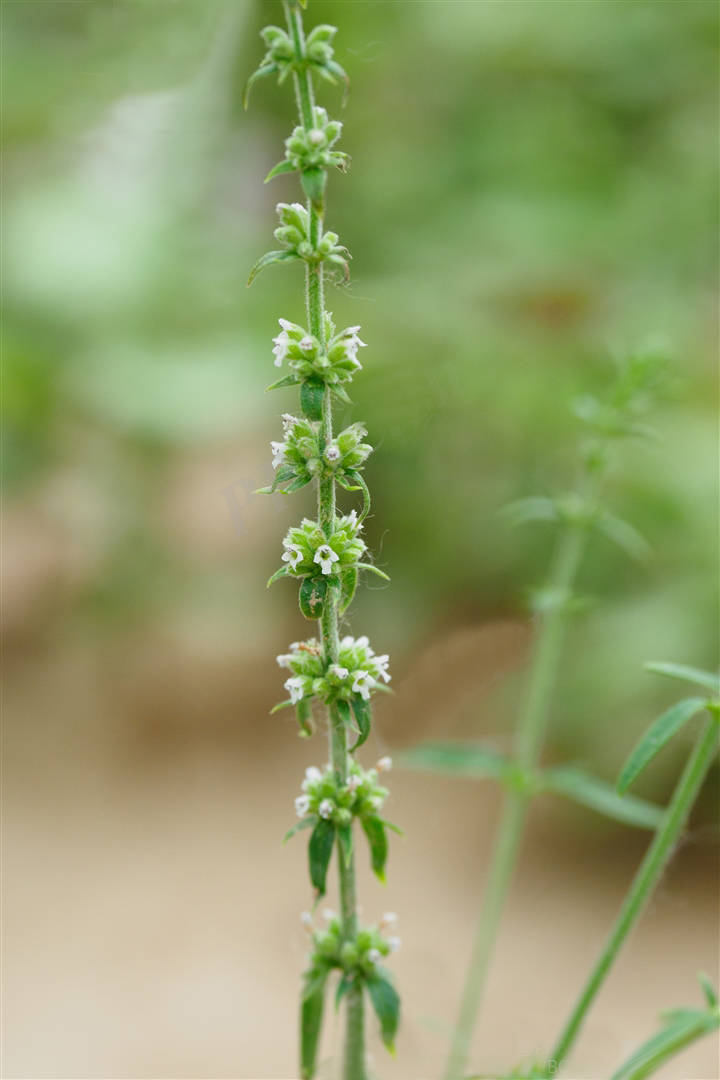 我见到的山东本土植物和园林栽培植物