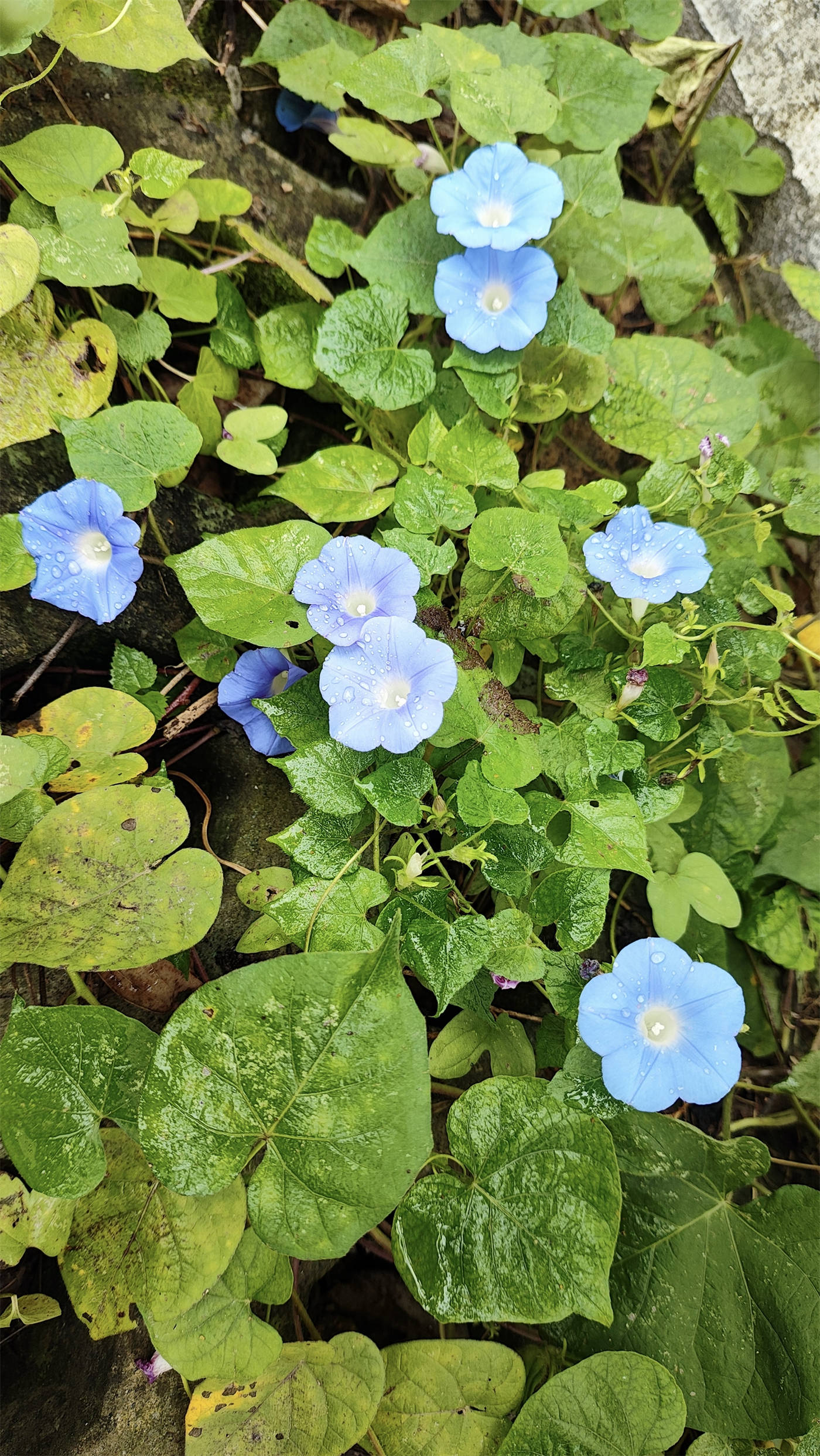 牵牛花的叶子特征图片