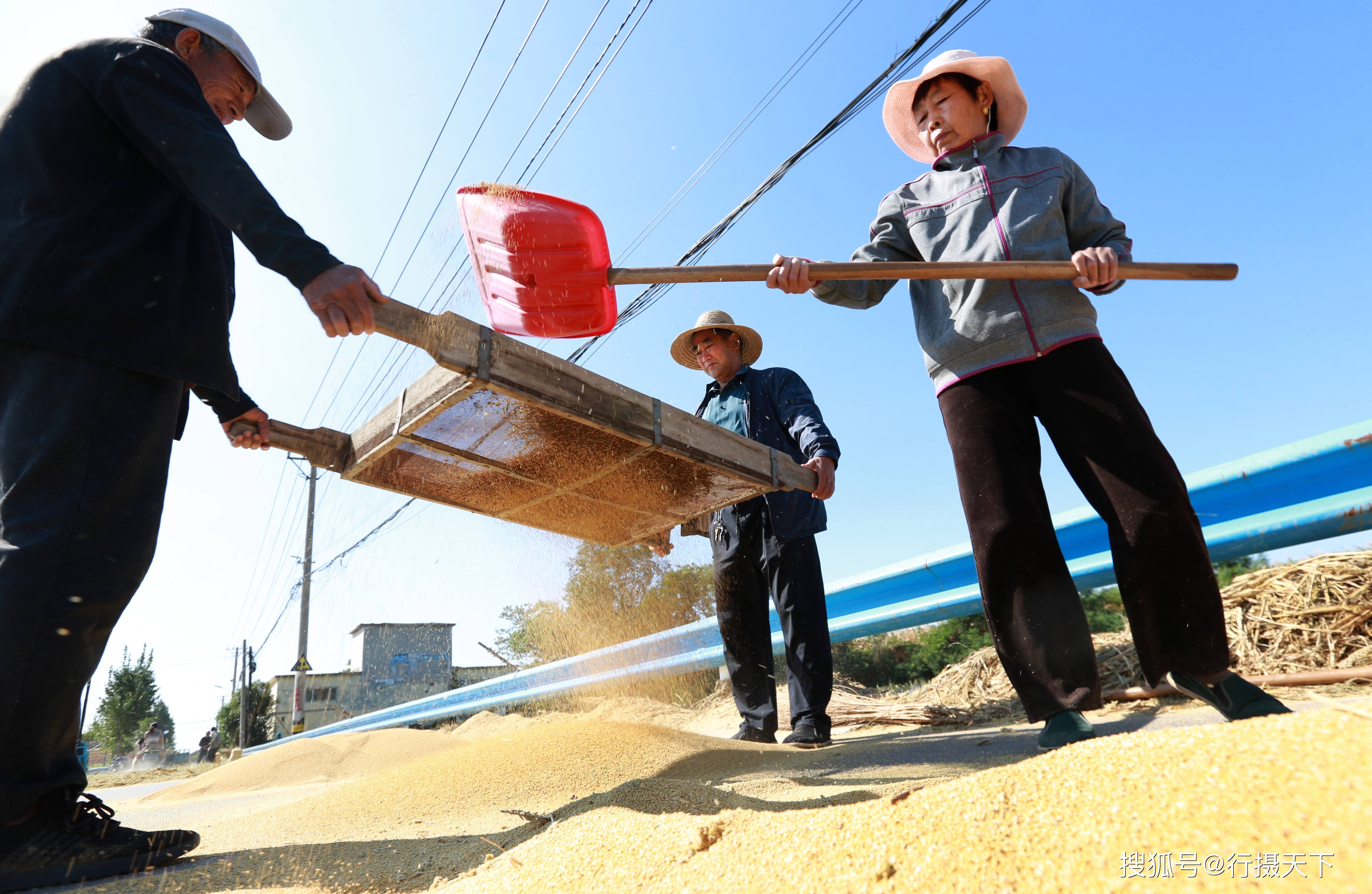岗坡上,田地间,打谷场,到处是收秋,晒秋的劳动场面,硕大的谷穗,金色的