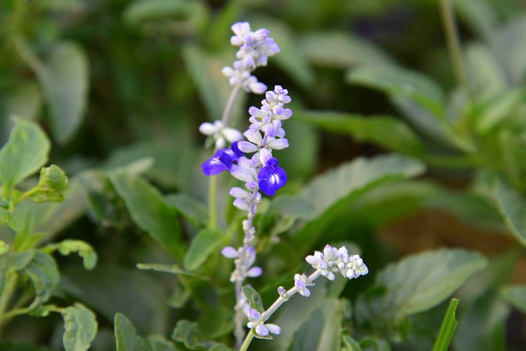 我见到的山东本土植物和园林栽培植物