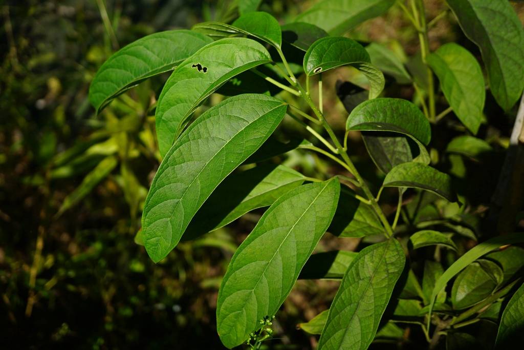 我见到的山东本土植物和园林栽培植物