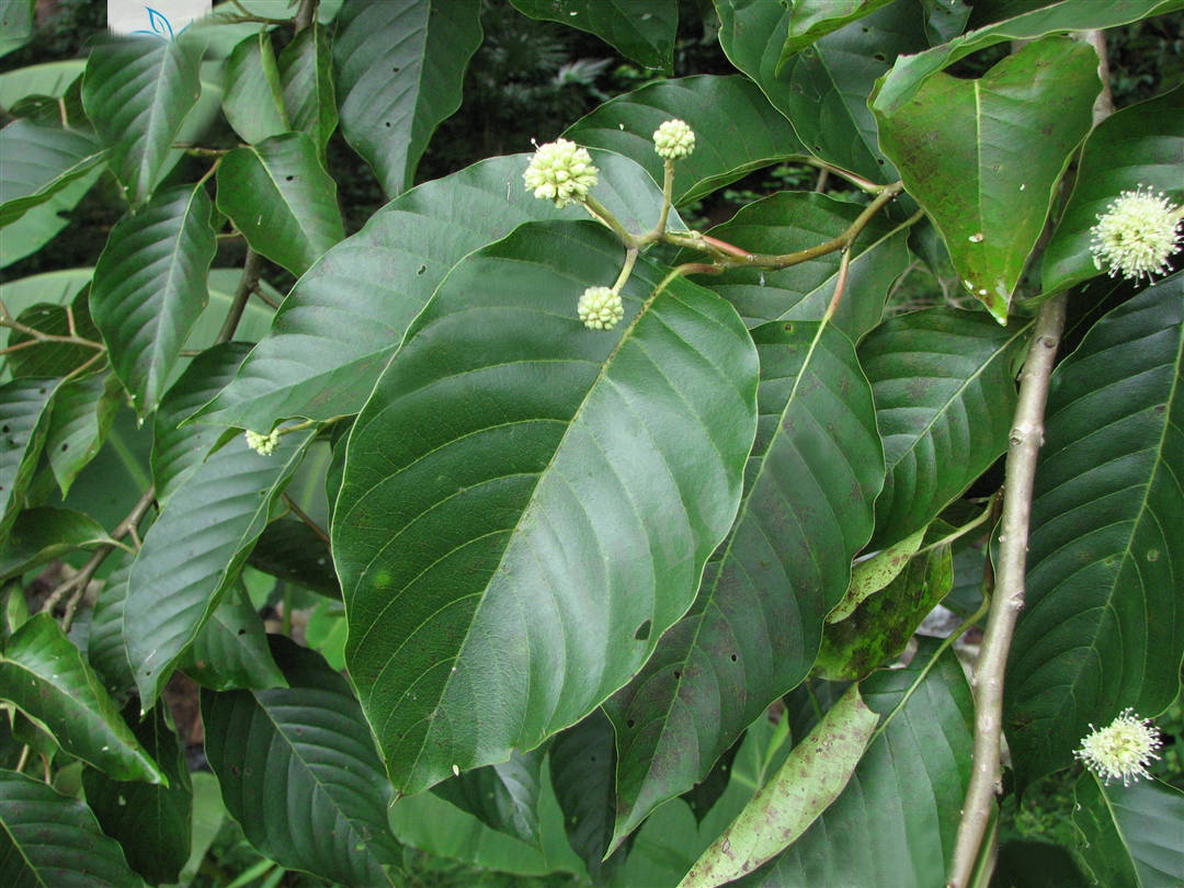我见到的山东本土植物和园林栽培植物