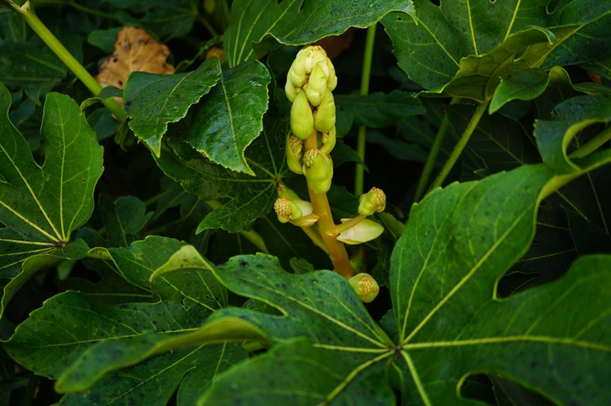 我见到的山东本土植物和园林栽培植物(802)八角金盘