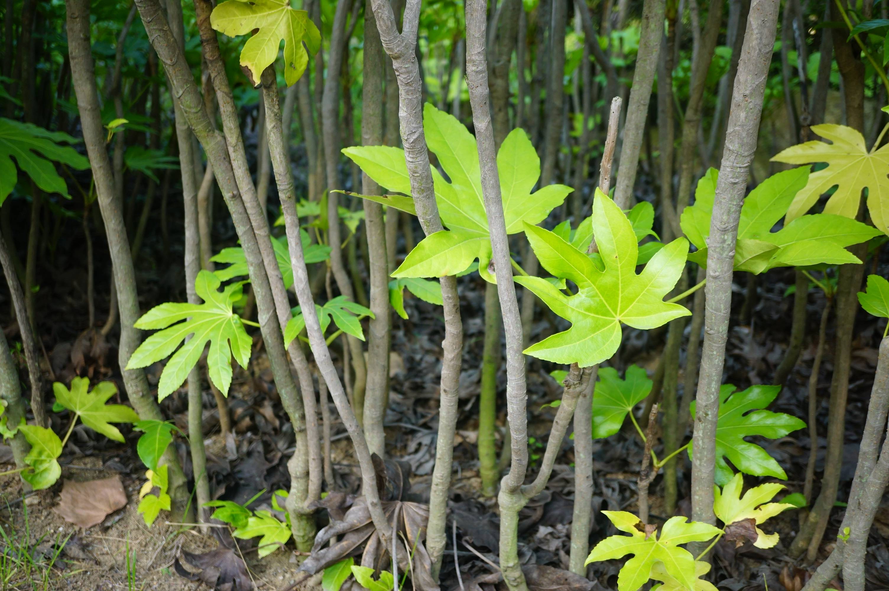 八角金盘的花冠类型图片