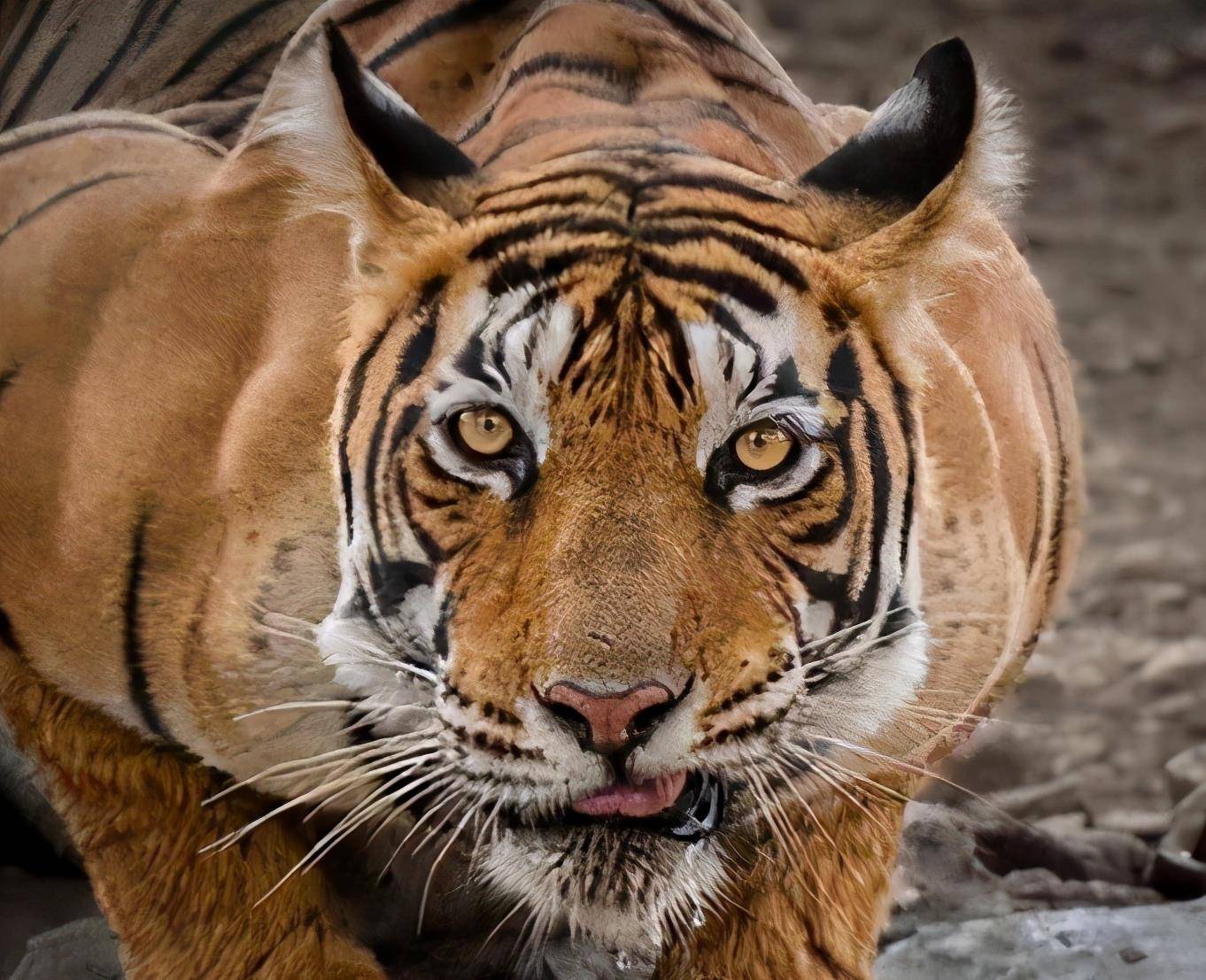 皮毛被做成饰品,虎头被卖出高价格,就连老虎的骨头和肉,都成为了市场
