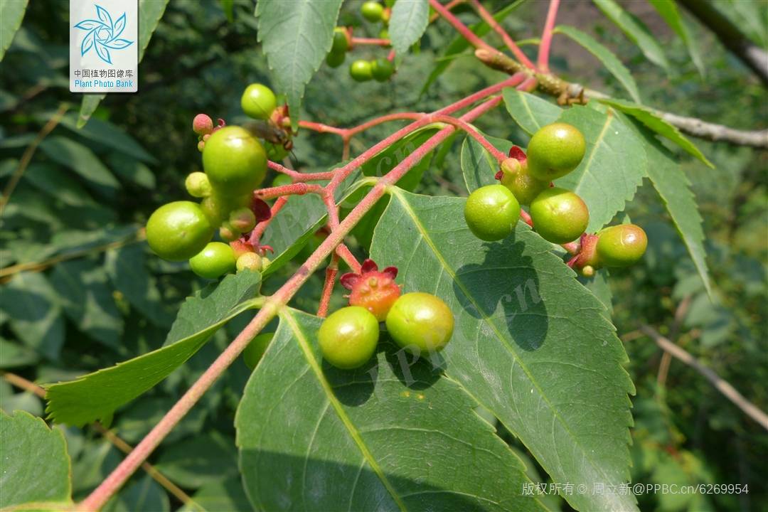 顶生胎座的植物图片