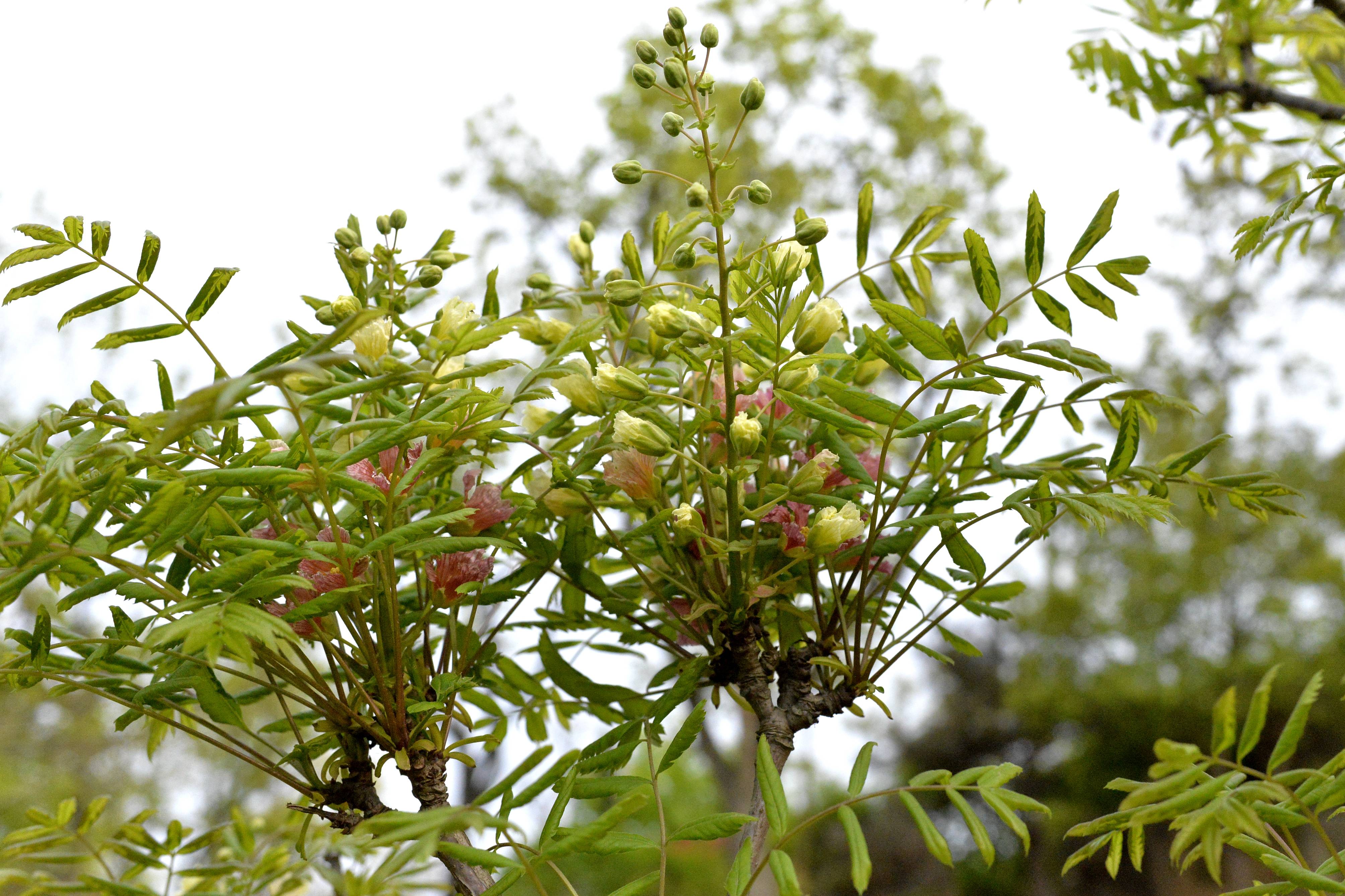 我见到的山东本土植物和园林栽培植物