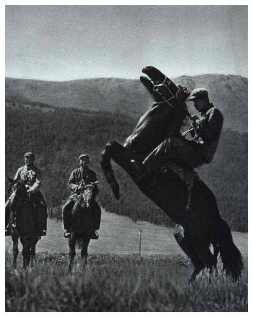 老照片 70年代解放军新疆军马场 军马就是这样炼成的