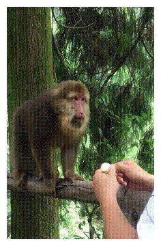 你可能对贵州黔灵山的猴子有所耳闻,它们扇人巴掌,抢人食物,无法无天.