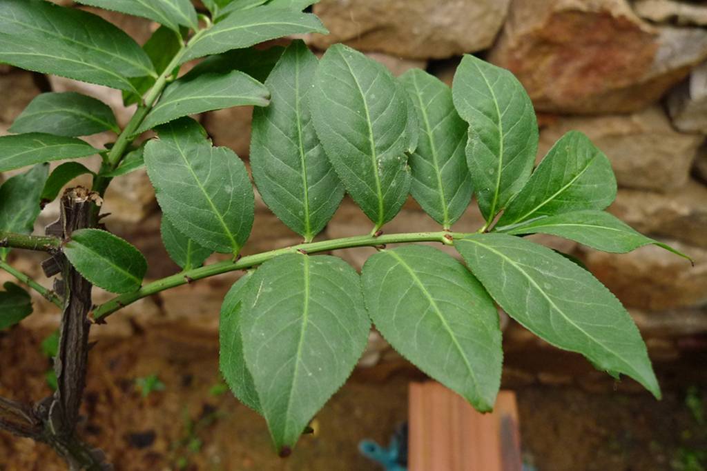 我见到的山东本土植物和园林栽培植物