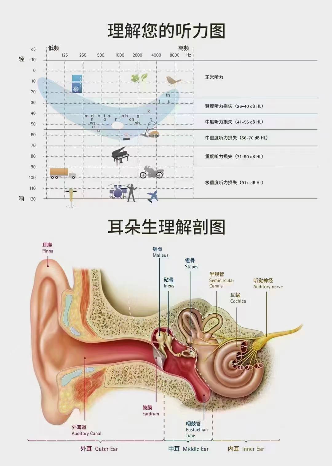 听小骨的作用图片