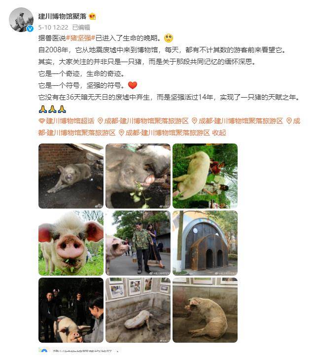 14年前,在汶川地震中被掩埋36天的猪坚强,如今怎么样了?
