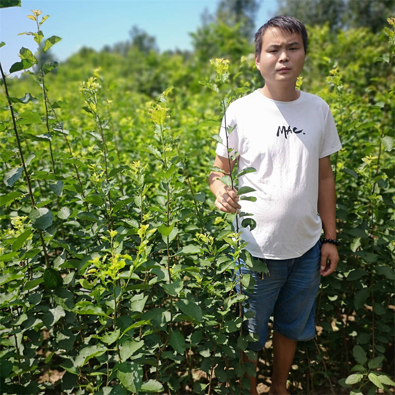 1公分大棉球山楂苗 湿地生态修复的理想植物