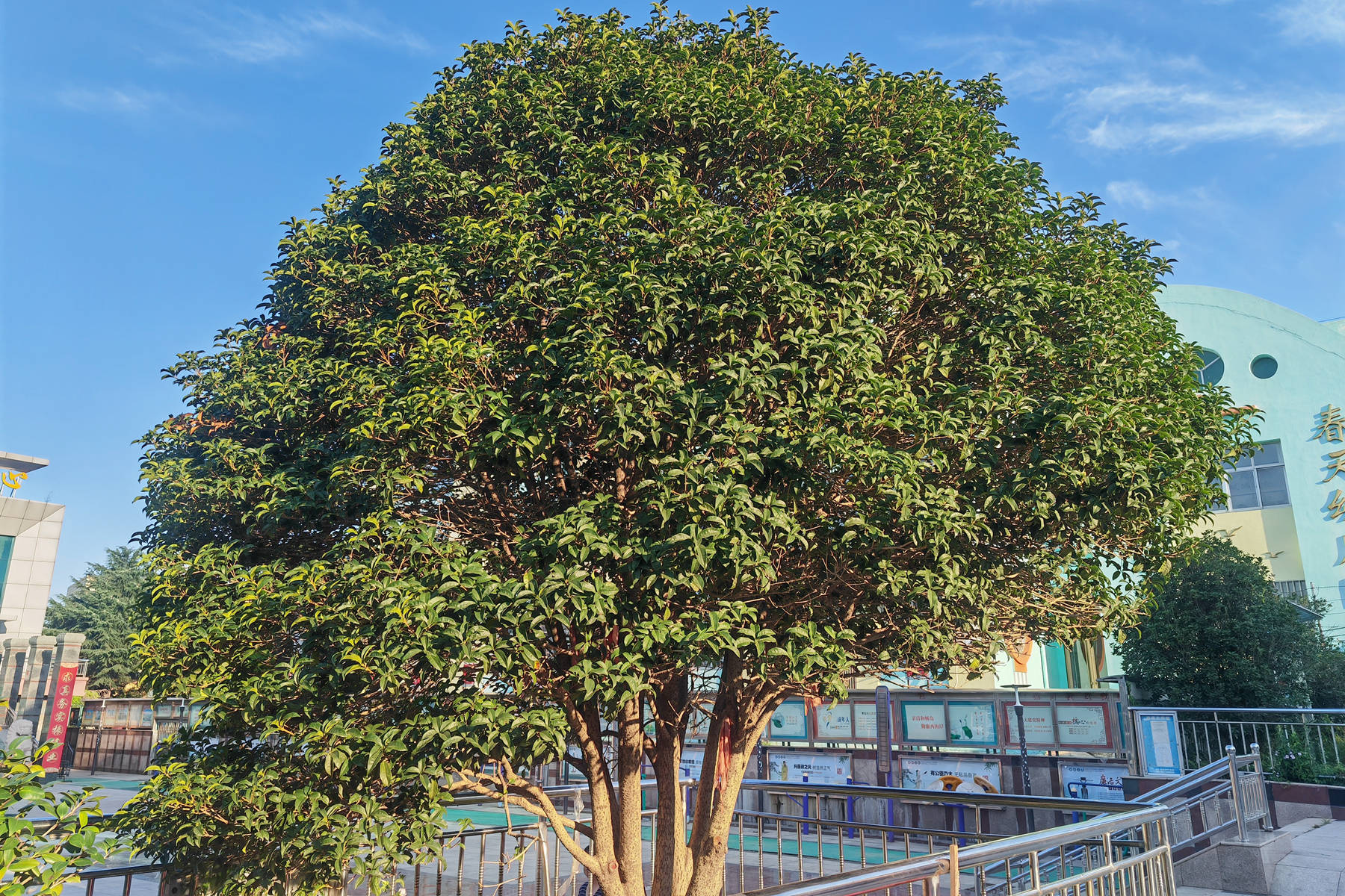 我见到的山东本土植物和园林栽培植物886木樨