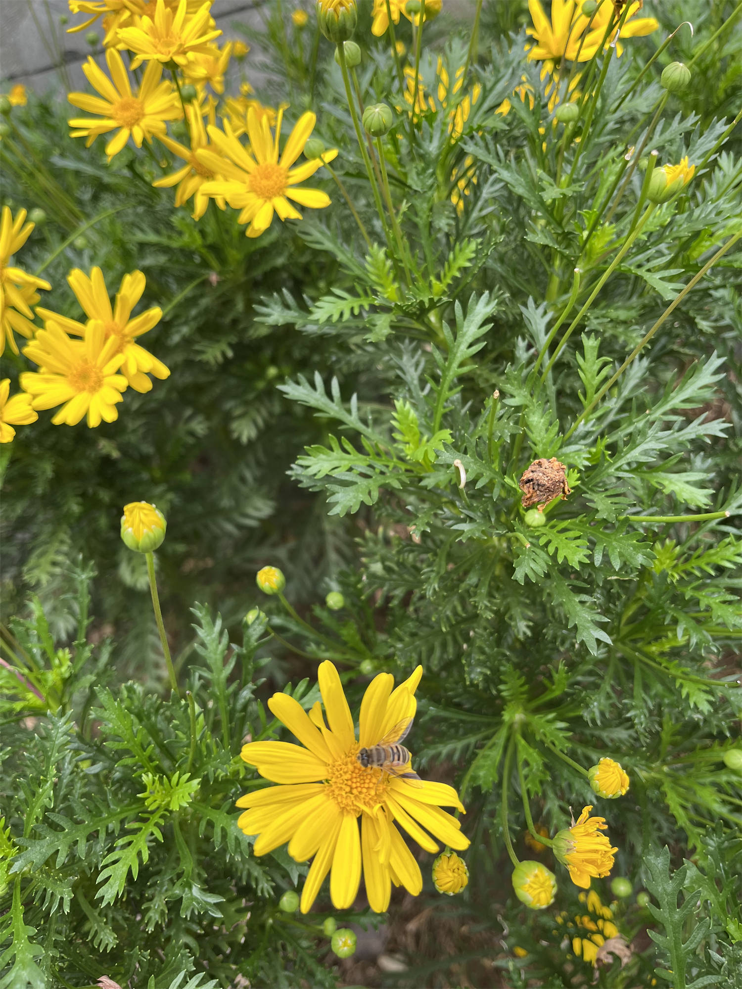 遗传基因优良的花花图片