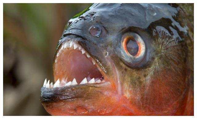 体重292斤,体长超180cm,靠吃印度人,鲶鱼活生生变成了水怪