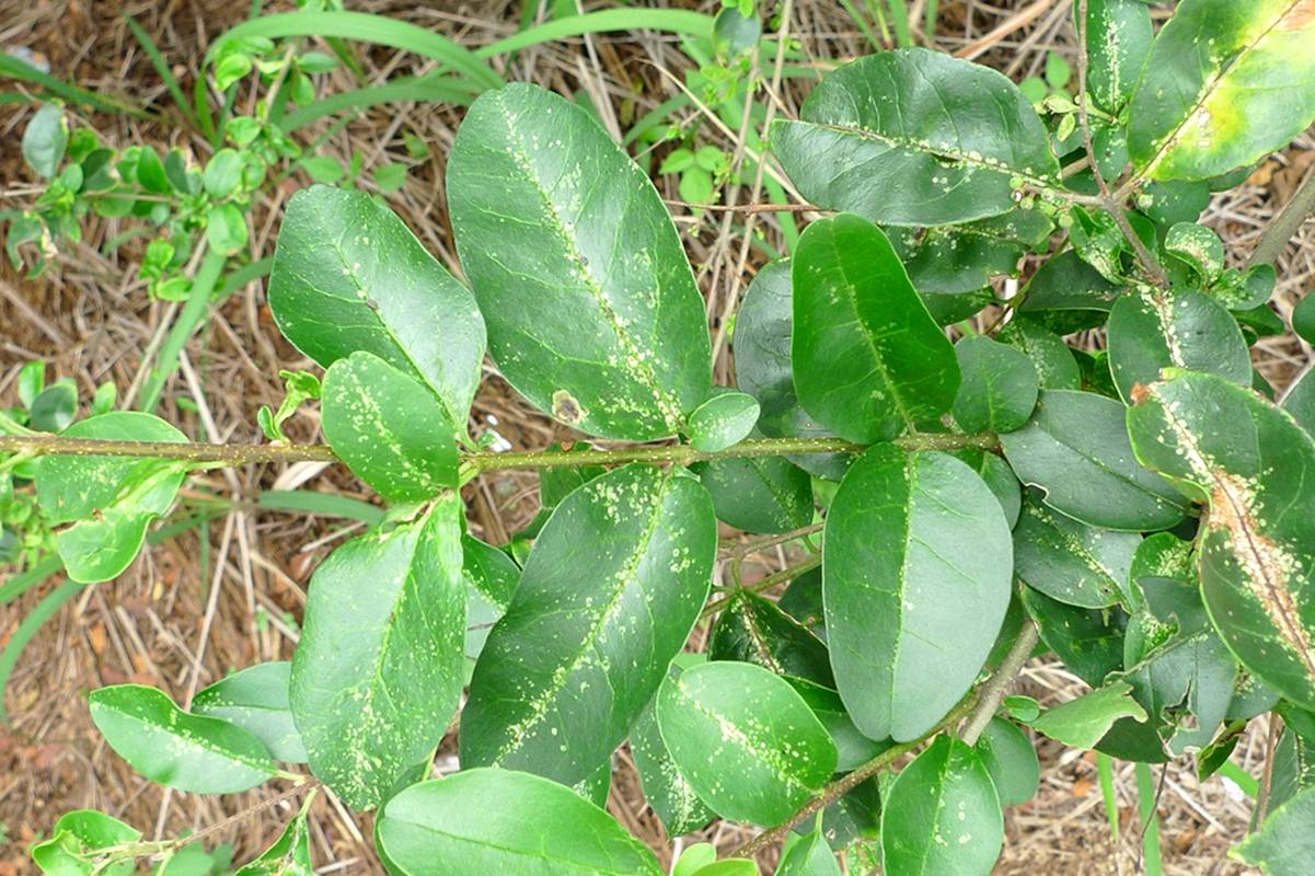 我见到的山东本土植物和园林栽培植物