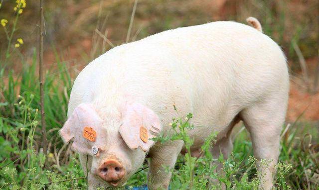 她家的猪,也不可避免地瘦了下来