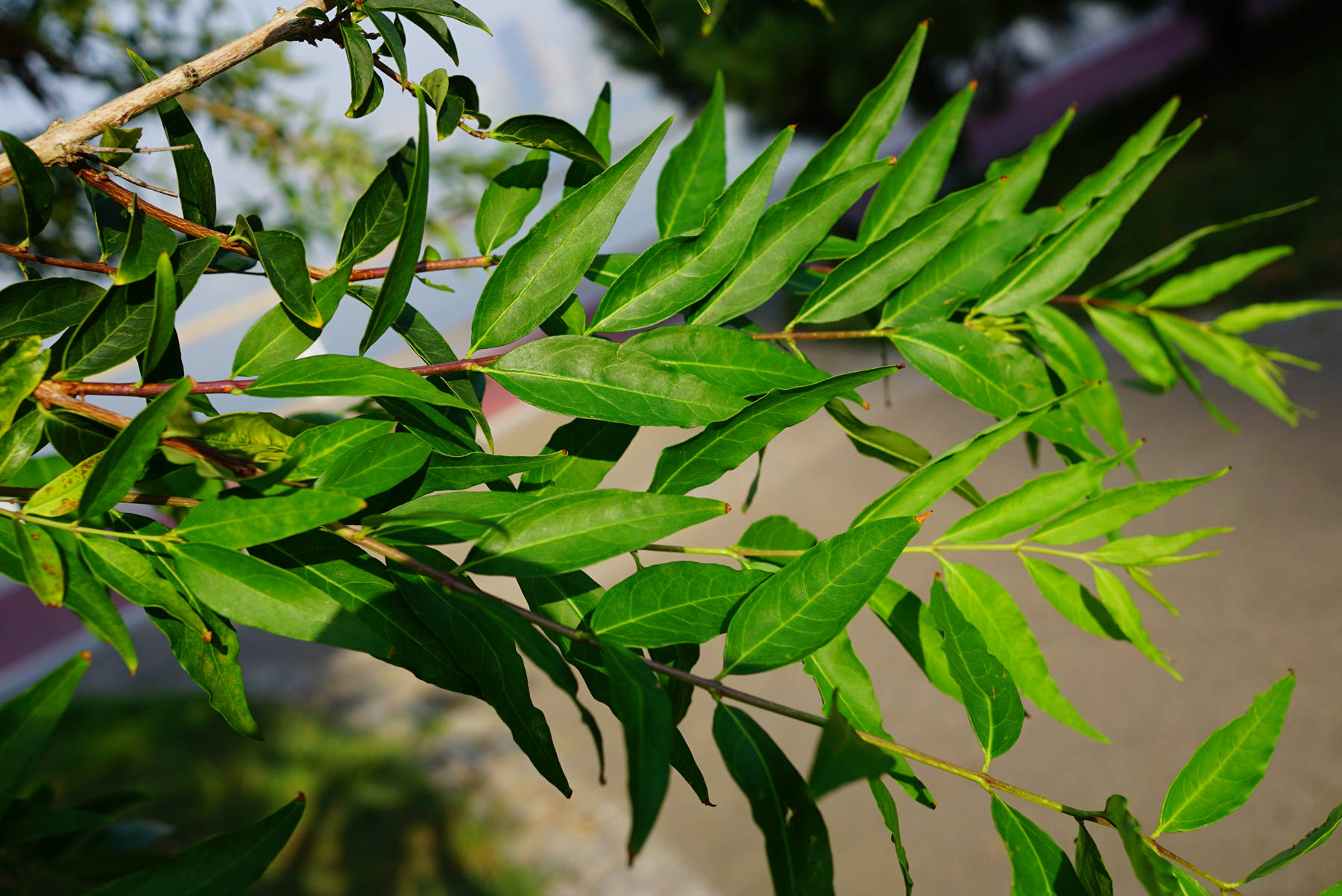 木犀科雪柳属落叶灌木或小乔木,高达8米;树皮灰褐色.枝