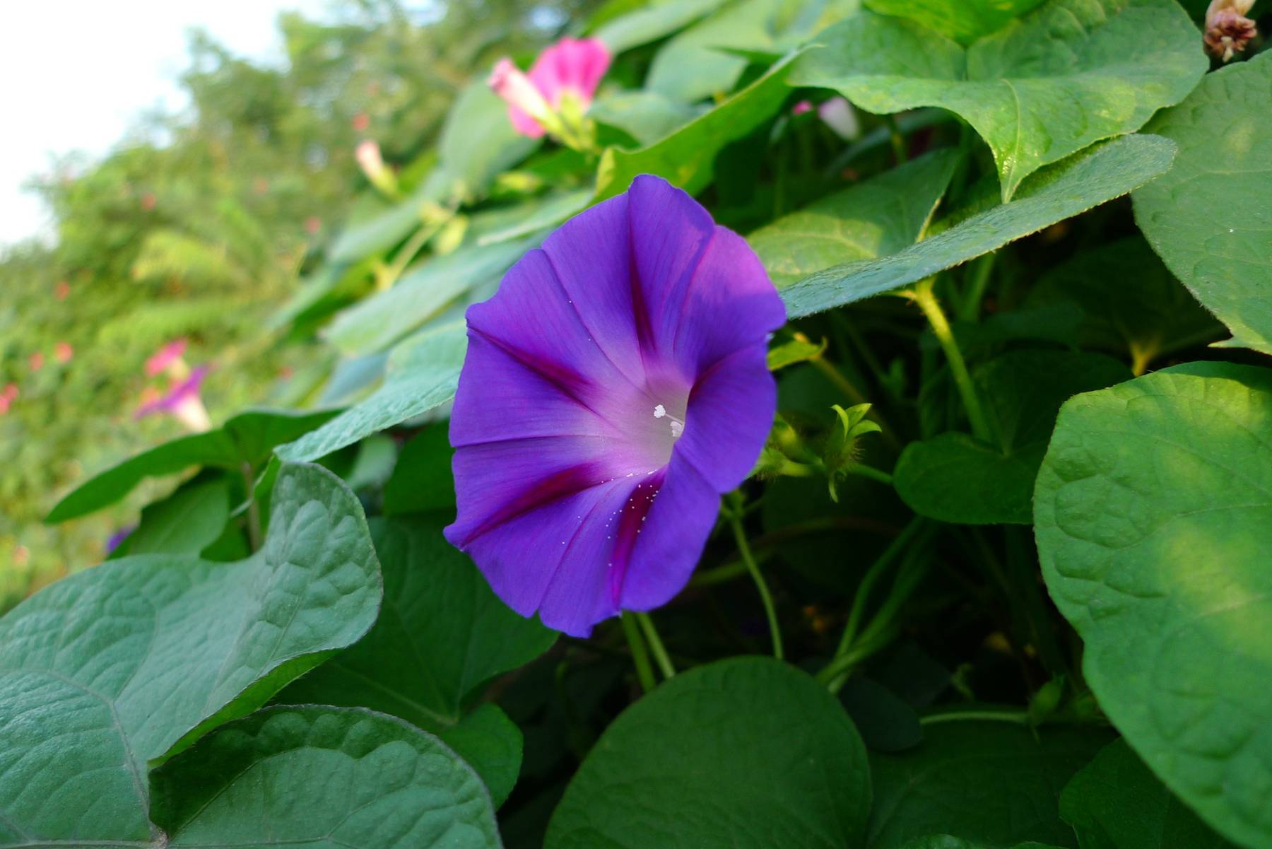 我见到的山东本土植物和园林栽培植物