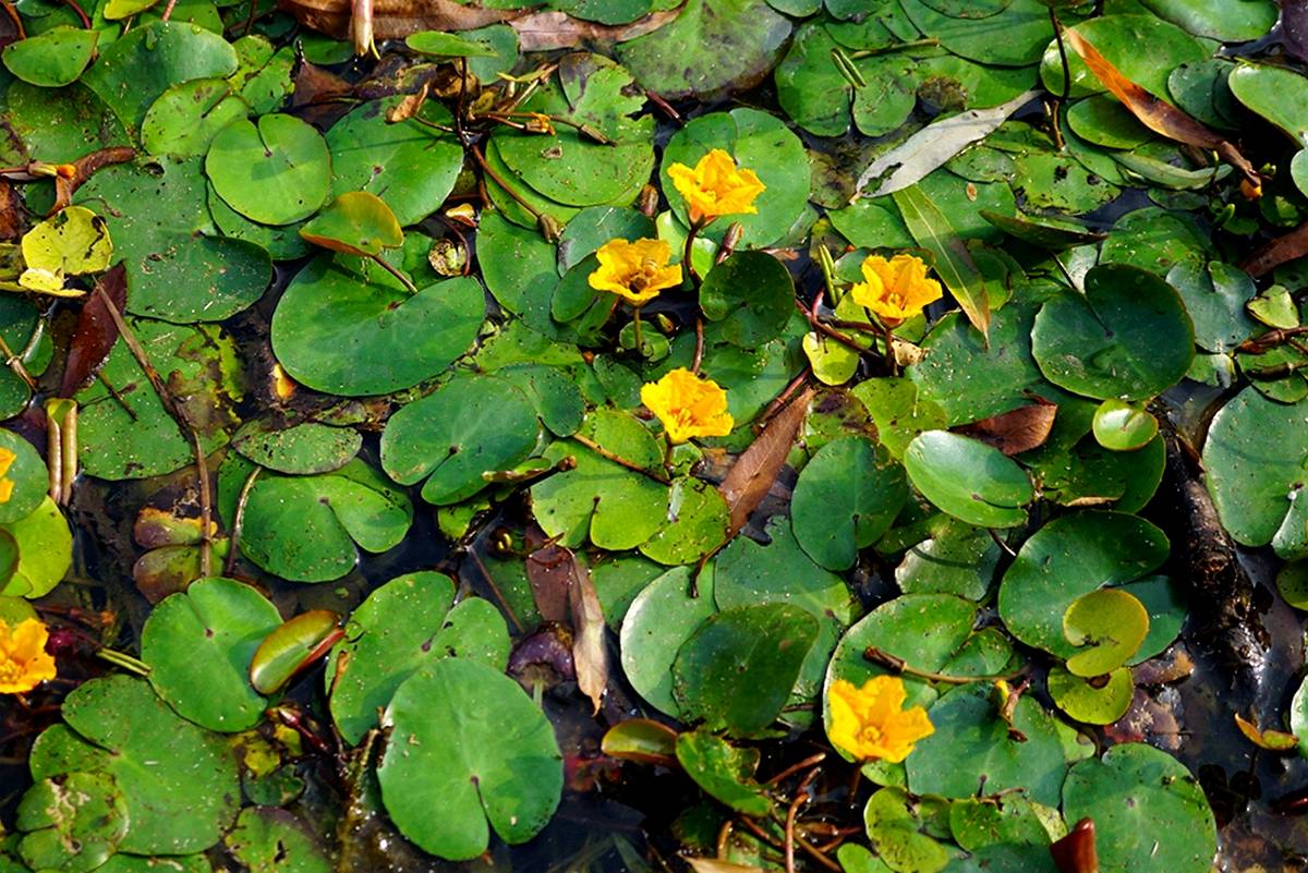 我见到的山东本土植物和园林栽培植物(957)荇菜