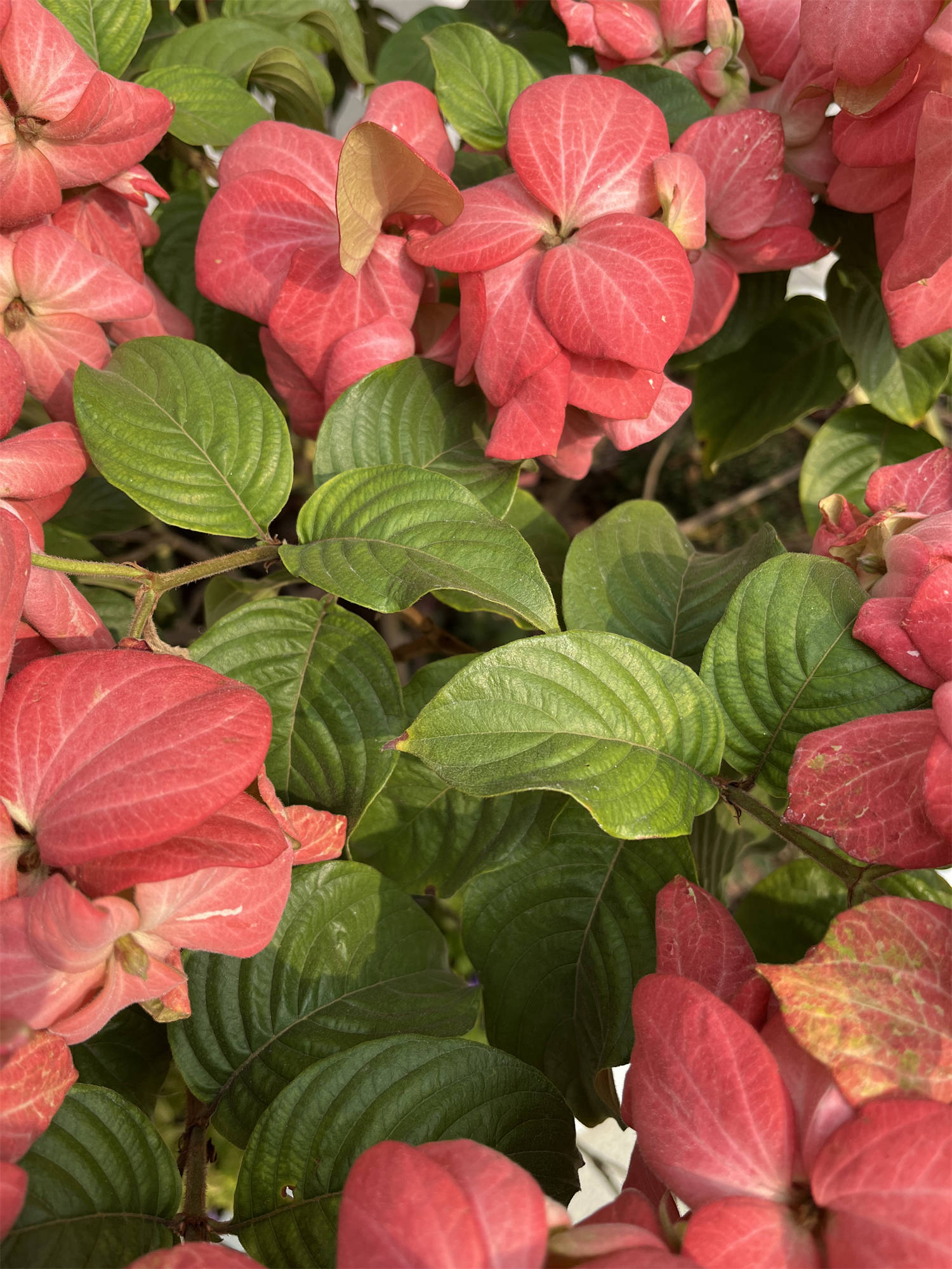 花花世界之108:红纸扇