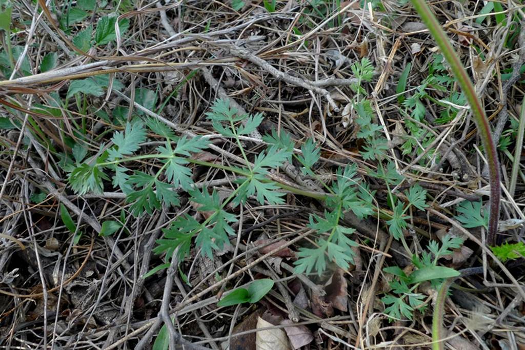 我见到的山东本土植物和园林栽培植物(981)防风