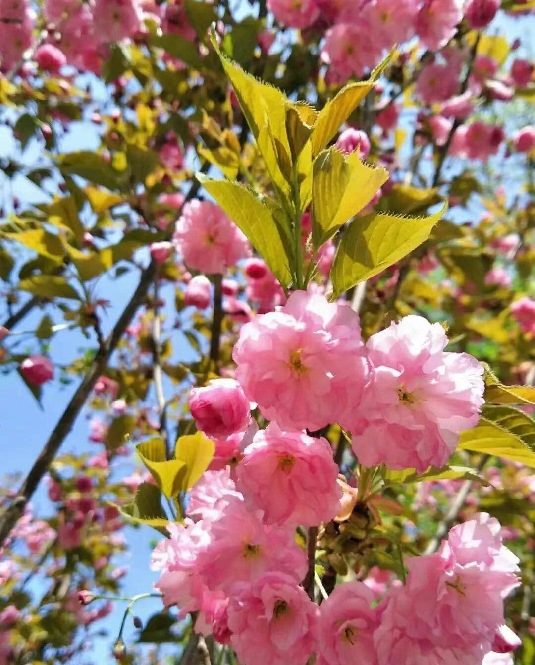 樱花在几月盛开