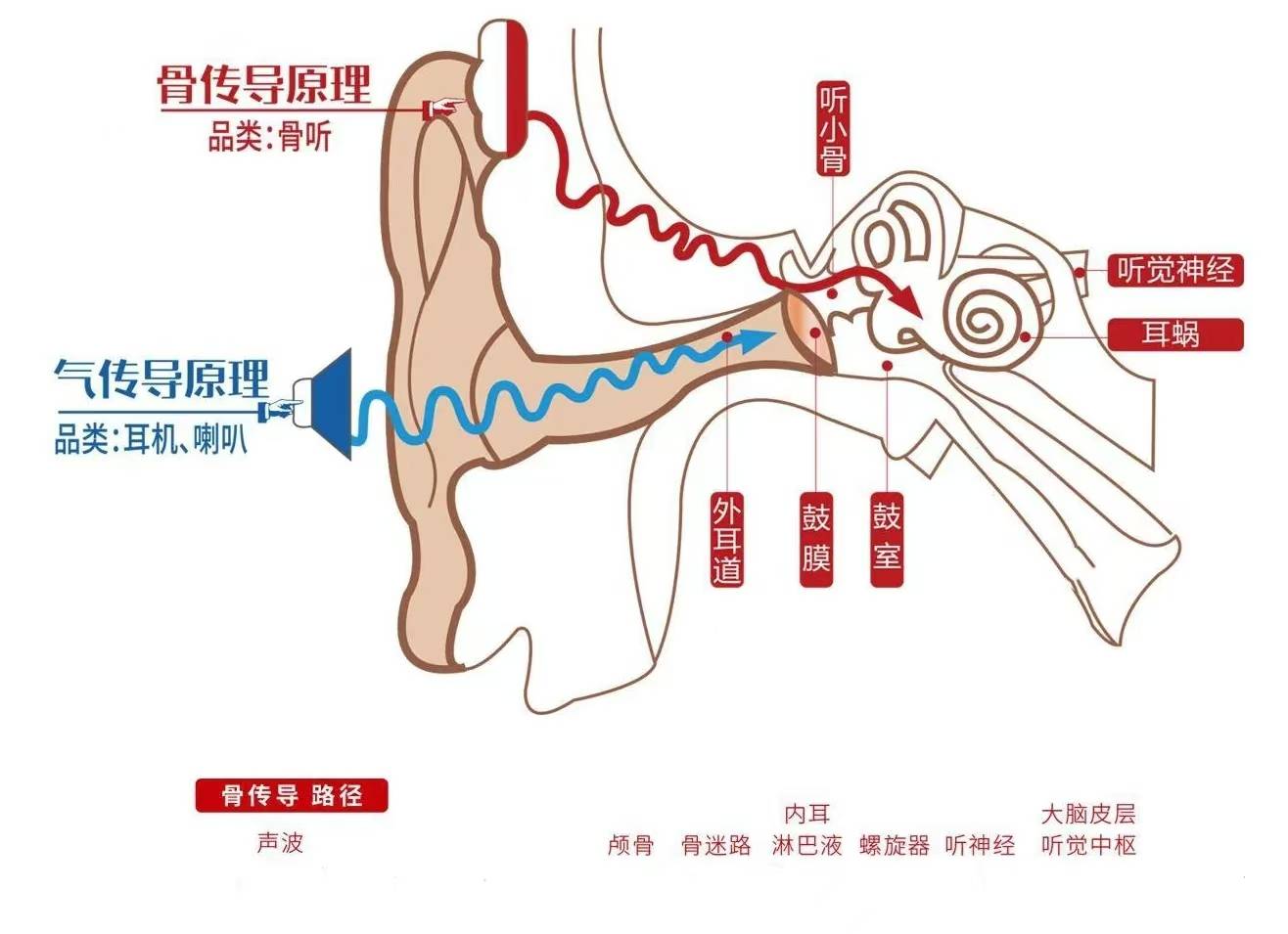 关耳朵_内耳_声音