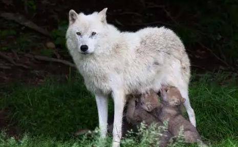 回顾四川母狼生崽遇洪,牧民好心将其救出,3年后狼群前来报恩