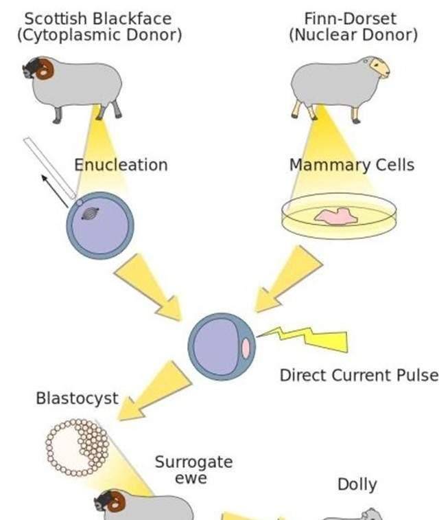 多莉克隆羊的一生图片