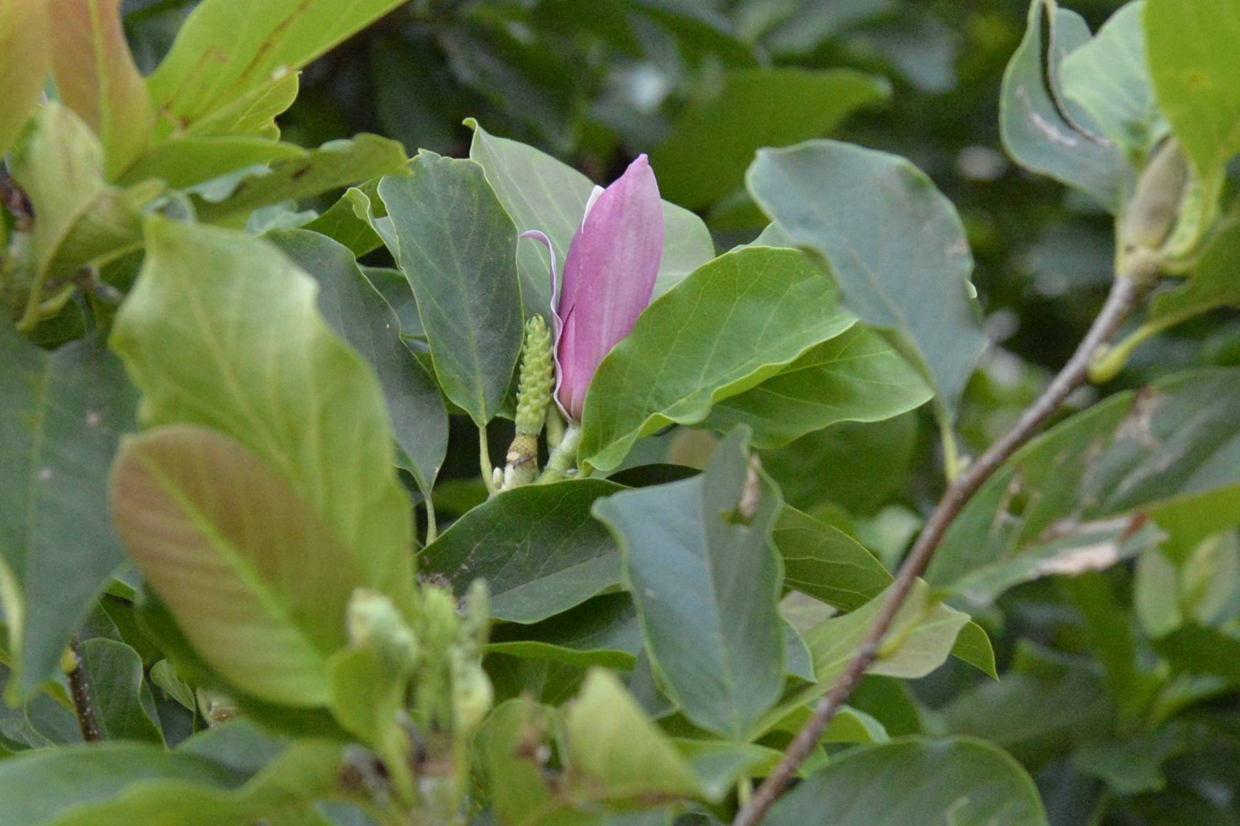 我见到的山东本土植物和园林栽培植物