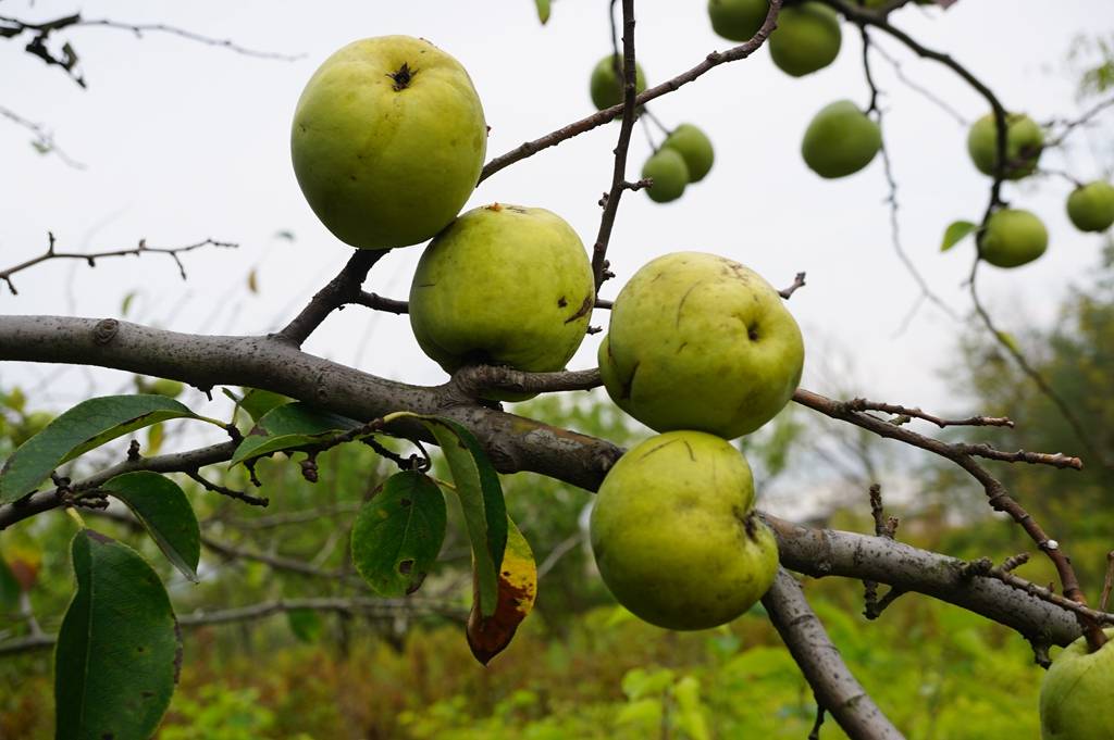 我见到的山东本土植物和园林栽培植物1020木瓜