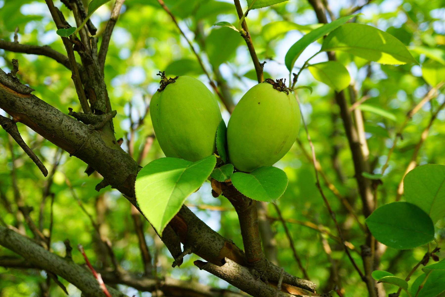我见到的山东本土植物和园林栽培植物1020木瓜