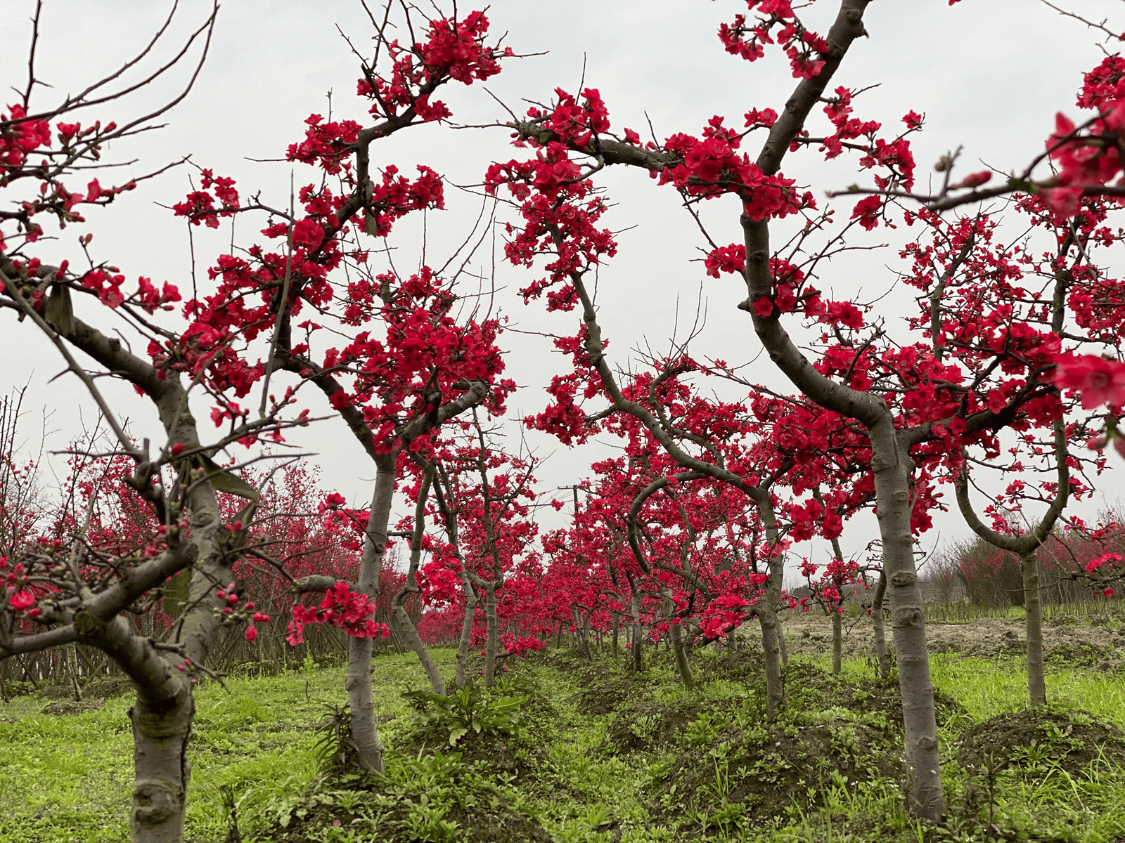 红海棠简介图片