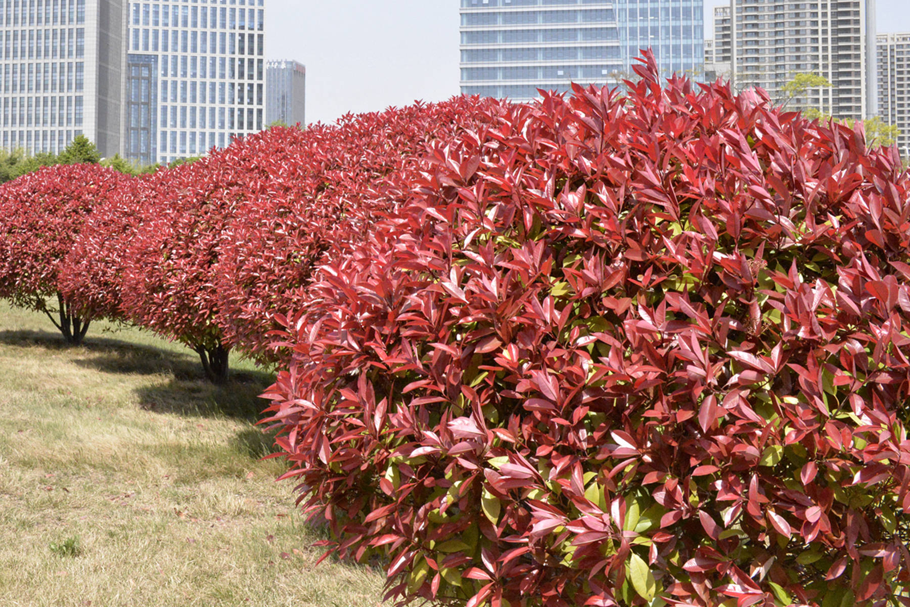 我见到的山东本土植物和园林栽培植物