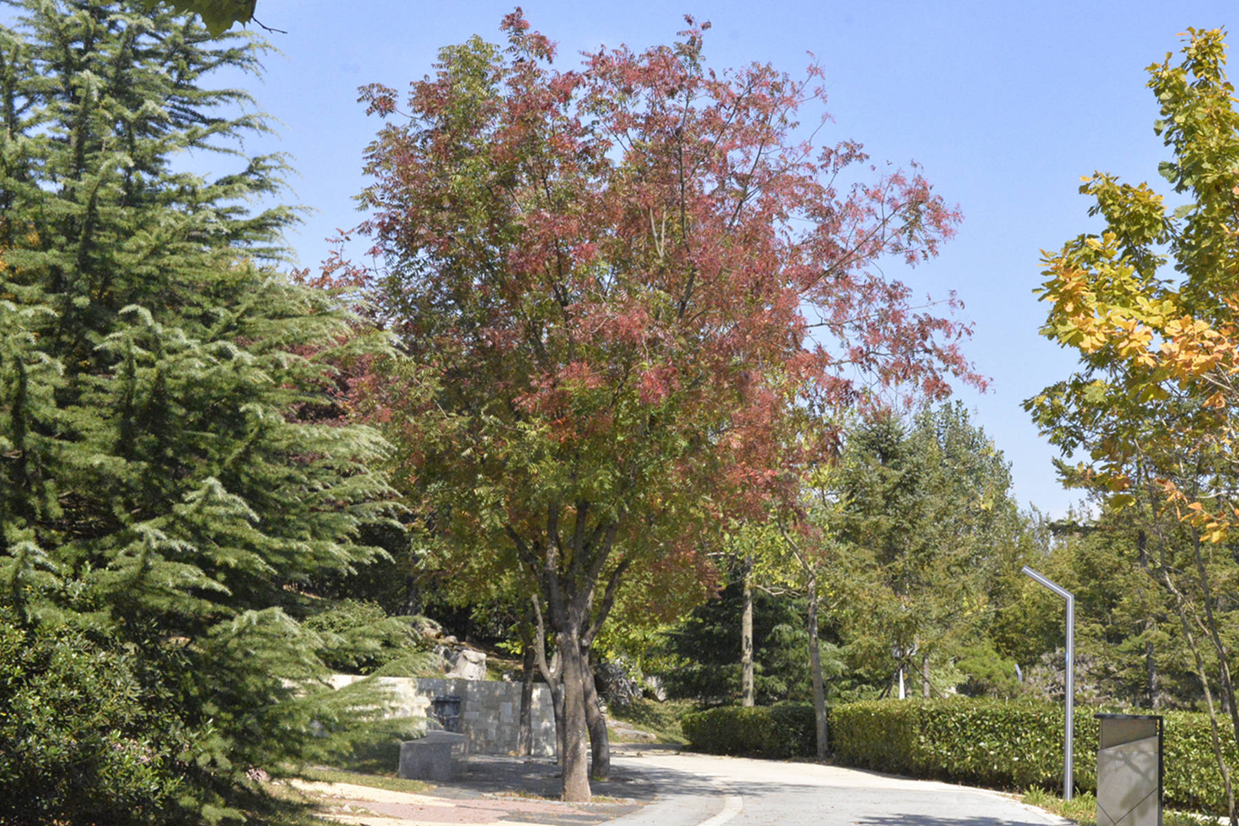 我见到的山东本土植物和园林栽培植物