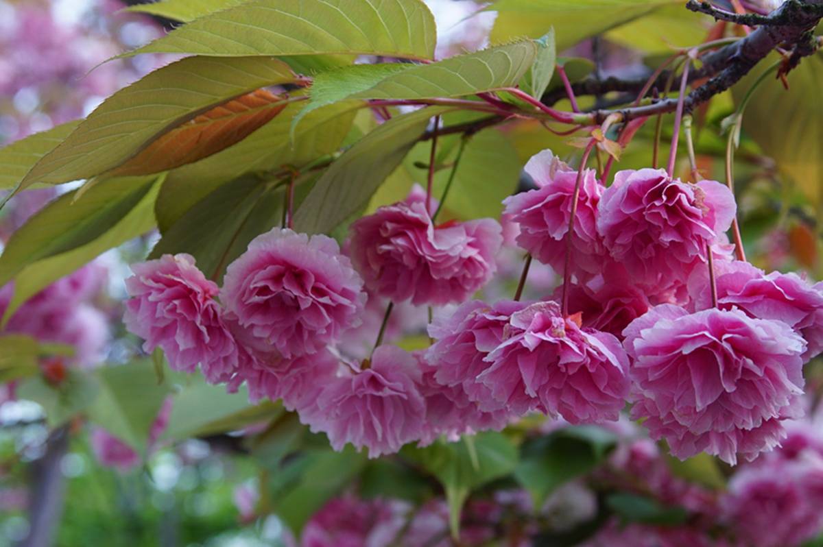 我见到的山东本土植物和园林栽培植物