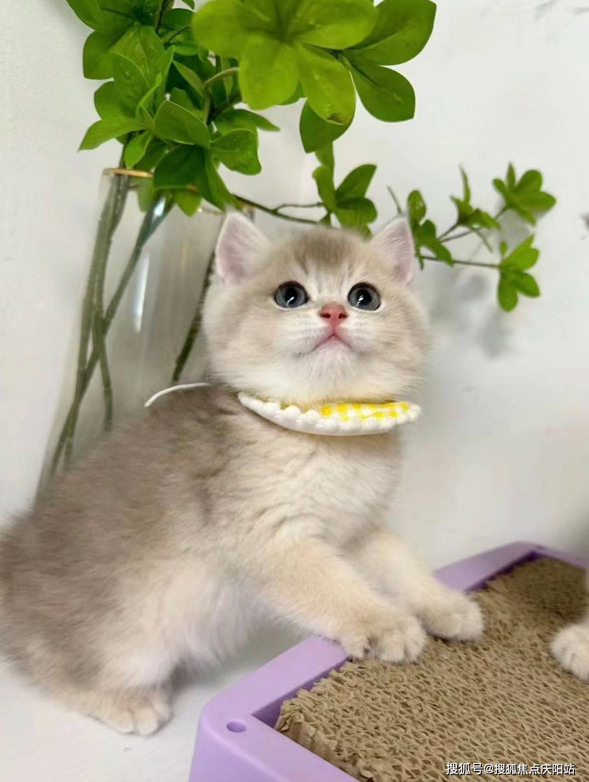 武汉买英短蓝金猫旗舰店(武汉)哪里有英短蓝金猫卖丨武汉福安家宠物店