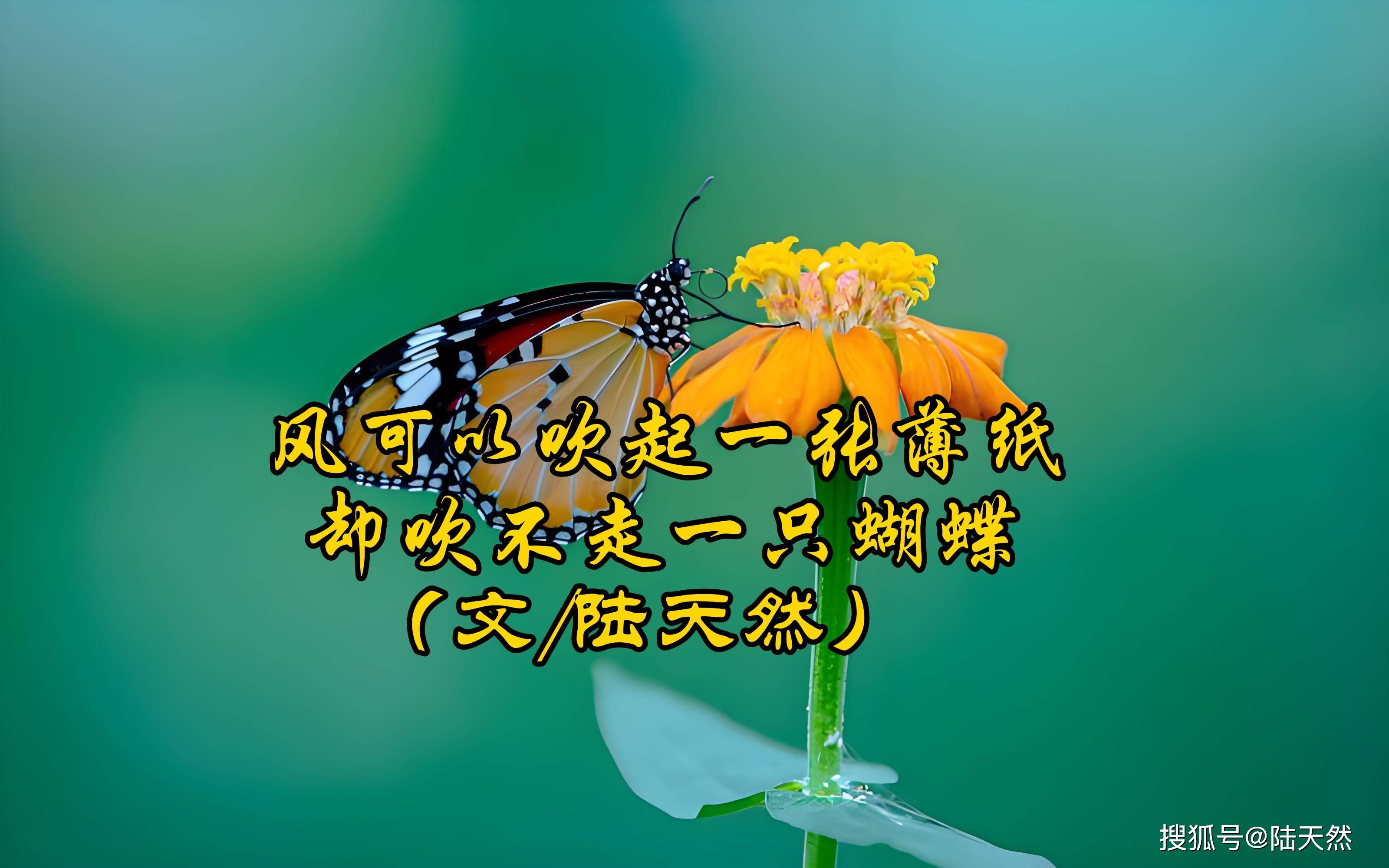 陆天然:风可以吹起一张薄纸,却吹不走一只蝴蝶