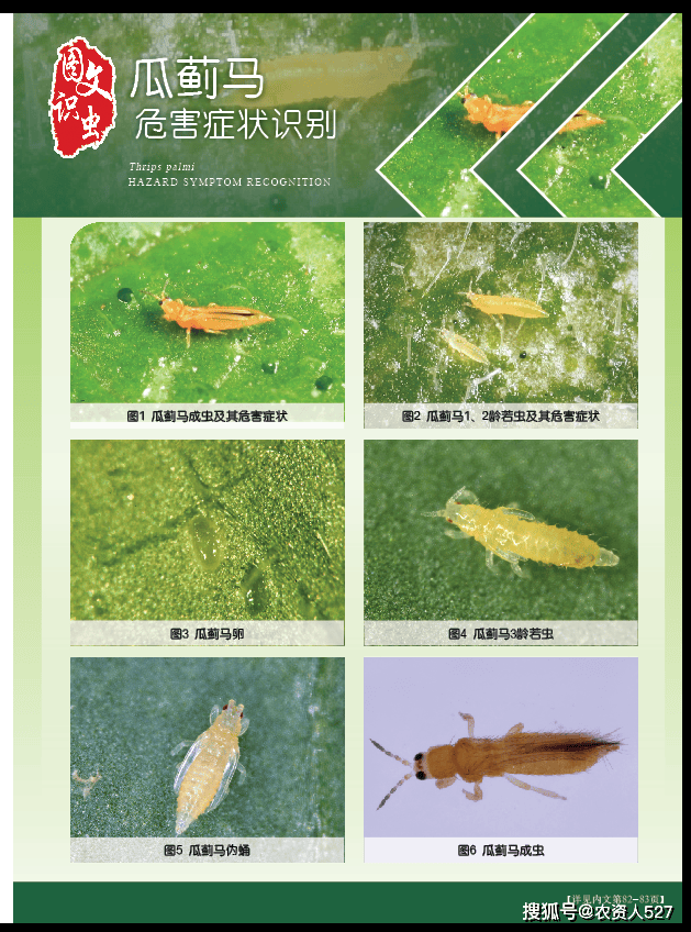图文识虫//瓜蓟马的识别与防治