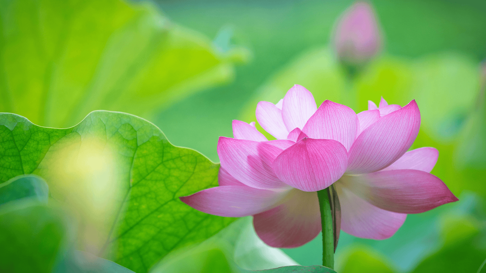 ai壁纸|自然风景|英雄联盟|古风美女|杨紫嫣写真|高清手机电脑壁纸